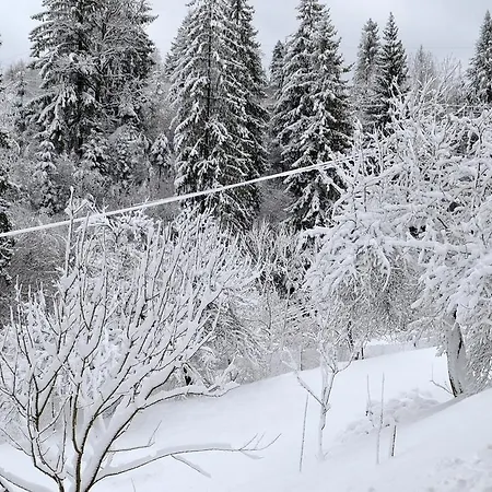 Batkivska Svitlitsa New без господарів Slavske